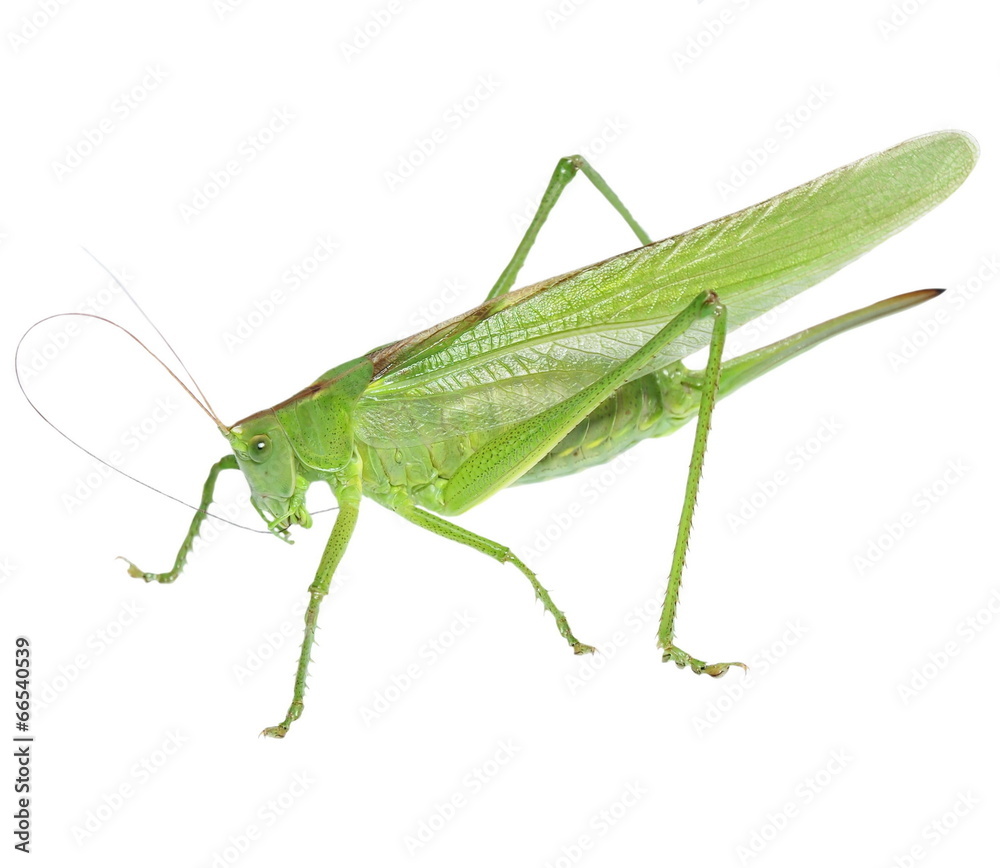 green grasshopper isolated on white, with clipping path green grasshopper isolated on white, with clipping path