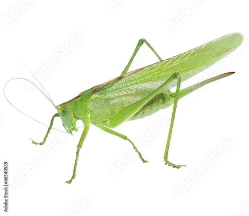 green grasshopper isolated on white, with clipping path © dule964