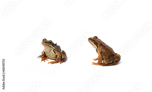 Two brown frogs isolated