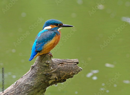 Kingfisher on a branch 2