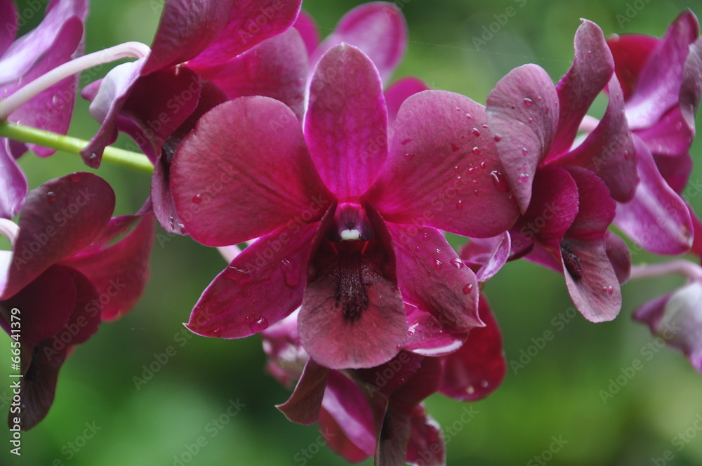 Obraz premium Orchid