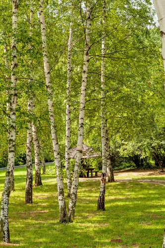 Fototapeta Naklejka Na Ścianę i Meble -  Siver birch trees