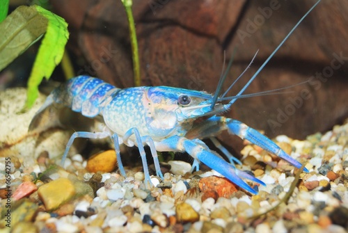 colorful Australian blue crayfish - cherax quadricarinatus photo