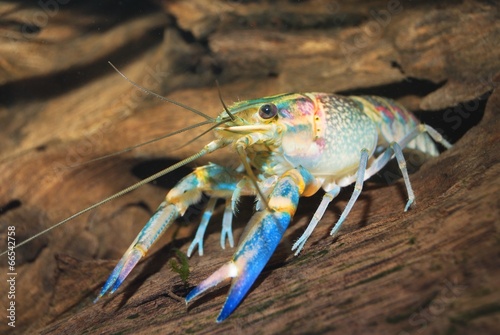 colorful Australian blue crayfish - cherax quadricarinatus