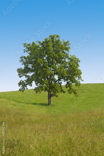 Big tree in the middle of green field against blue sky