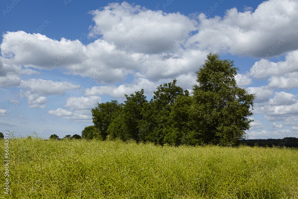 Obraz premium Landschaft - Feld mit Gebüsch und Schäfchenwolken