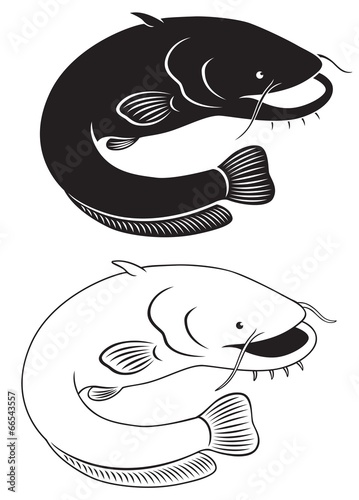 catfish