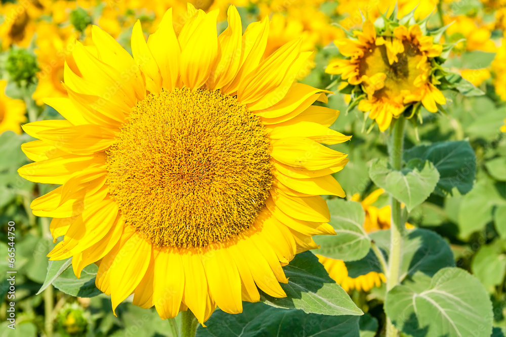 Flower of sunflower close up Flower of sunflower close up