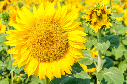 Fototapeta Naklejka Na Ścianę i Meble -  Flower of sunflower close up