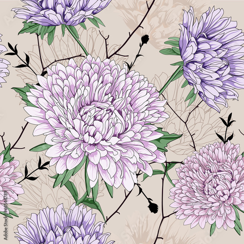 aster flower