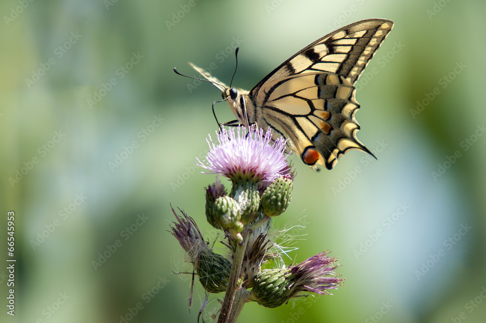 Yellow butterfly, Papilio machaon Yellow butterfly, Papilio machaon