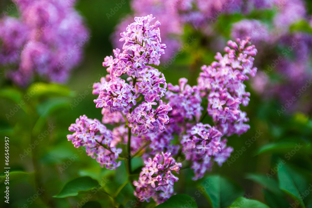 Flowers of Lilac