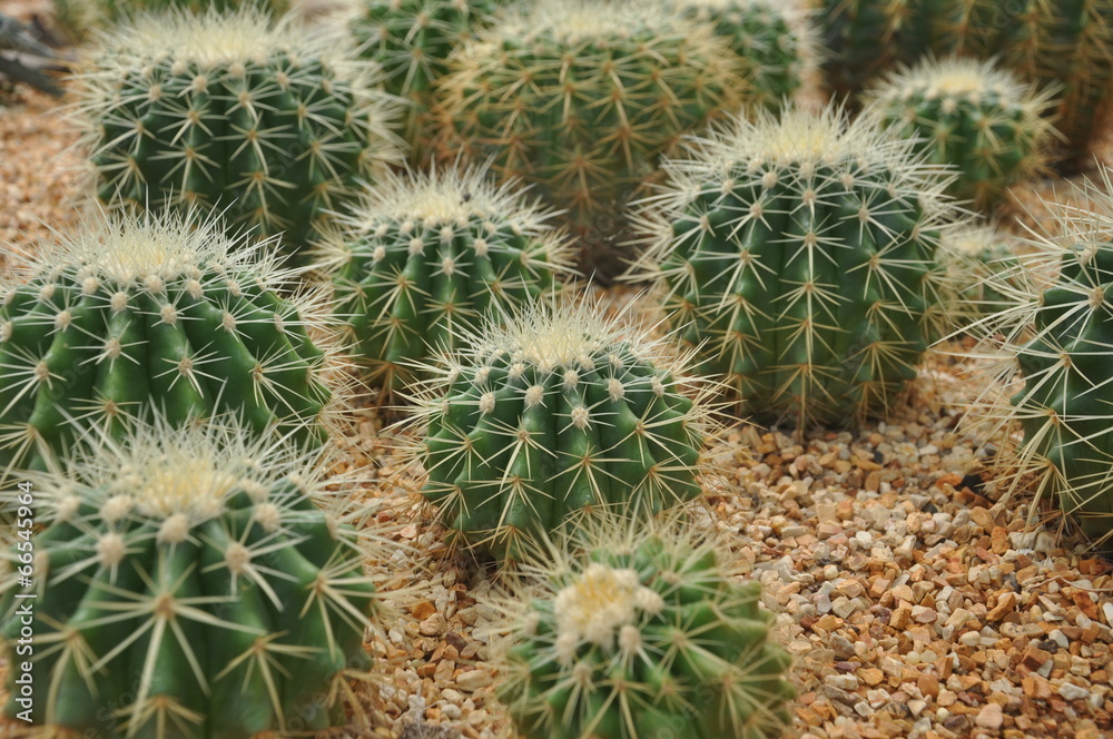 Cactus Cactus