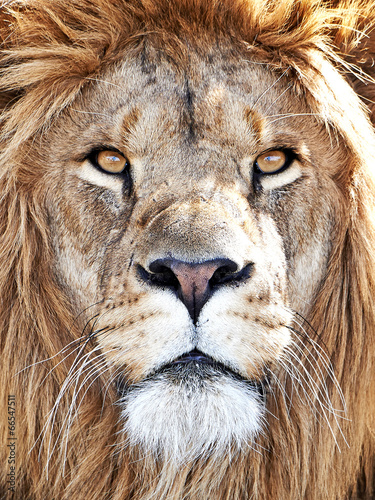 Lion (Panthera leo) #66547511