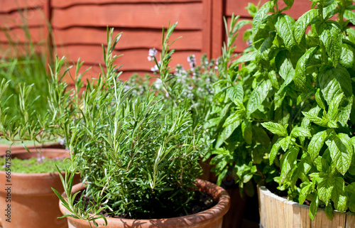 Herbs in pots - outdoor shot