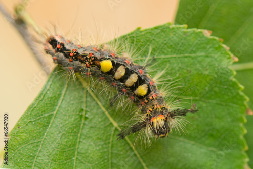 Caterpillar - Orgyia antiqua © Gucio_55