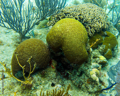 Giant Brain Coral