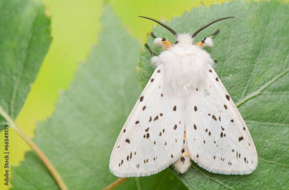 Fototapeta premium night butterfly - Spilosoma lubricipeda