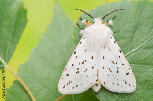 night butterfly - Spilosoma lubricipeda photo