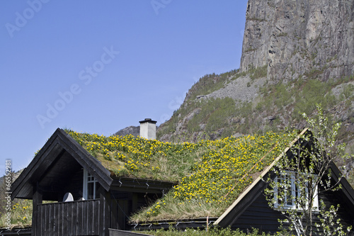 Dach mit Löwenzahnwiese photo