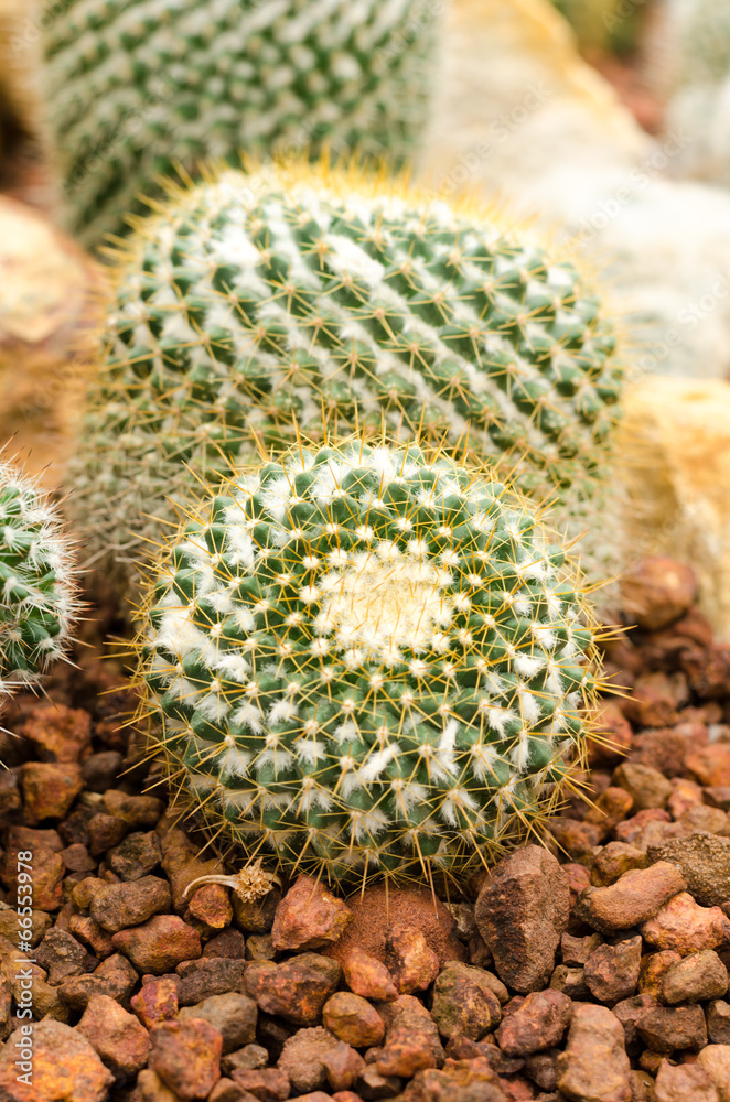 cactus plant cactus plant