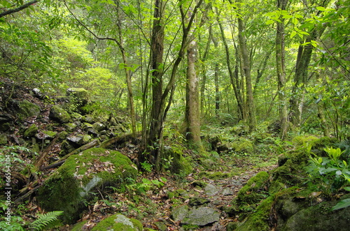 苔むす森の遊歩道