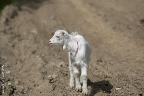 goat © Igor Syrbu