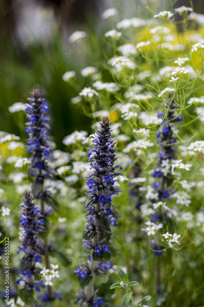Obraz premium wild flowers
