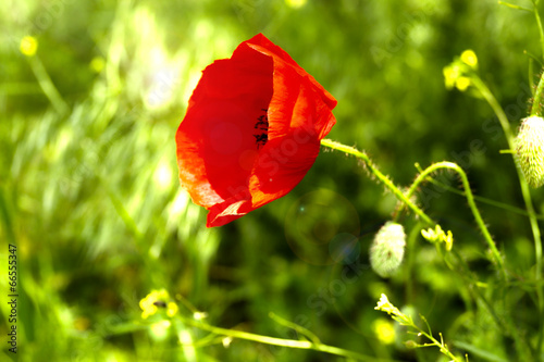 Poppy flower, outdoors