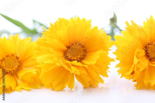 Beautiful wild flowers  close up