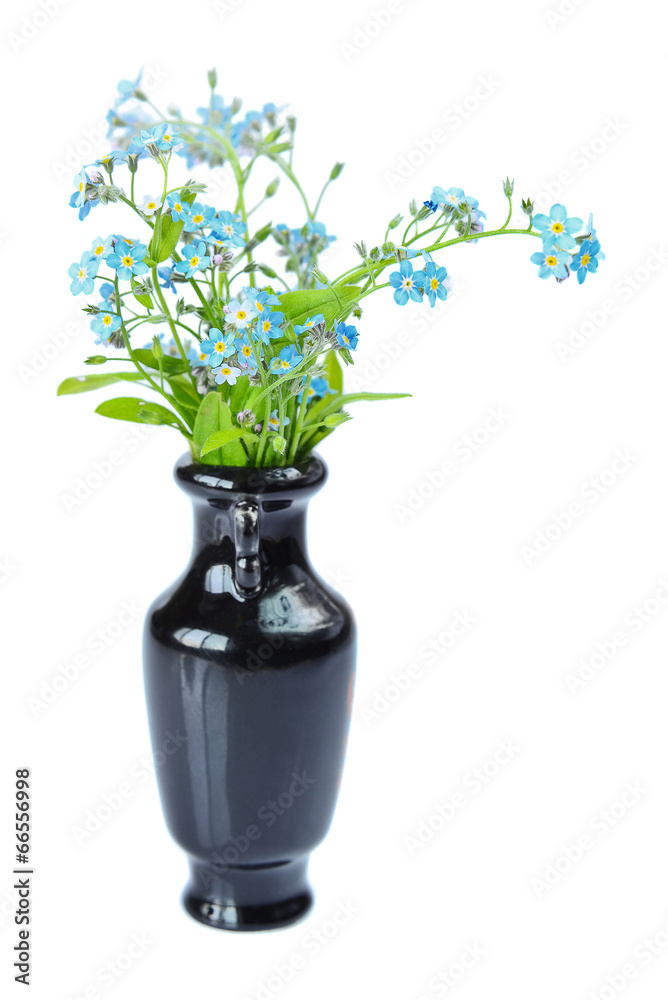 Obraz premium Forget-me-not