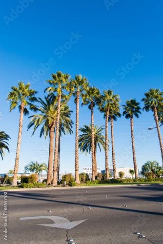 Palms trees on the beach during bright day © Elnur