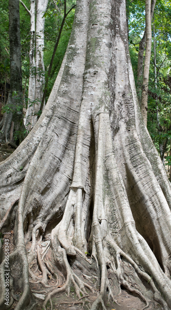 Old Tree