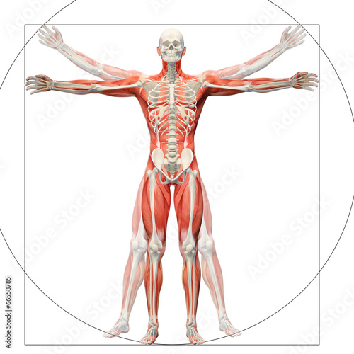 Human anatomy displayed as the vitruvian man