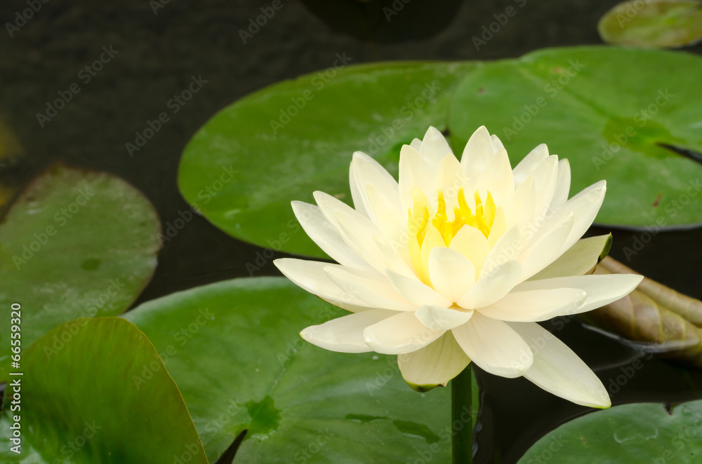 Beauty of Water Lily in the pond Beauty of Water Lily in the pond