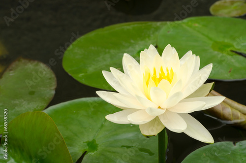 Beauty of Water Lily in the pond