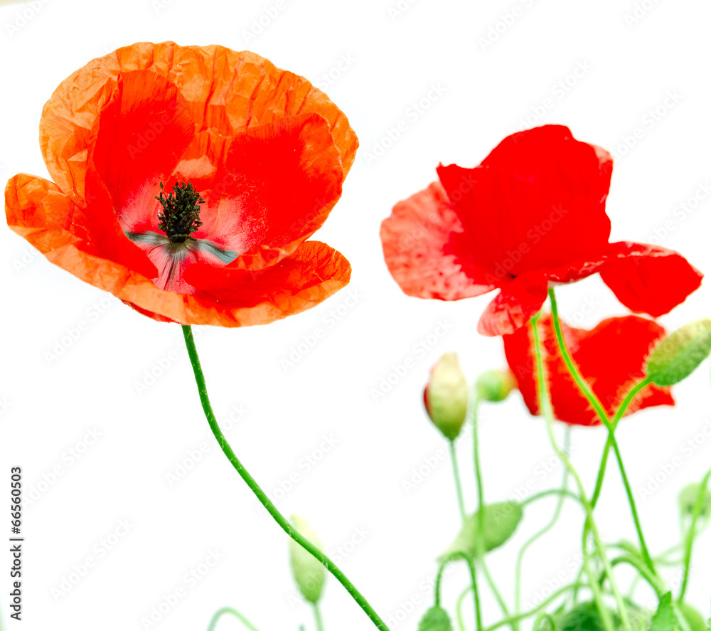 Obraz premium red poppy