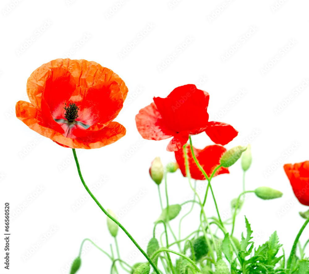 Obraz premium red poppy