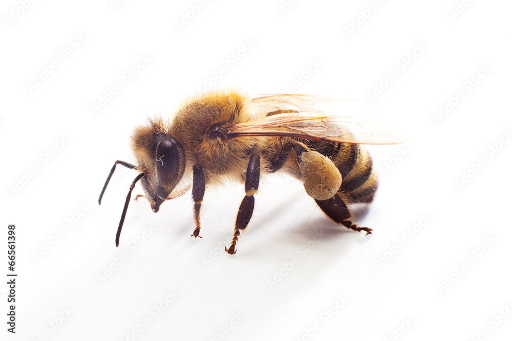 Close-up of a single Bee isolated on a white background - obrazy, fototapety, plakaty 