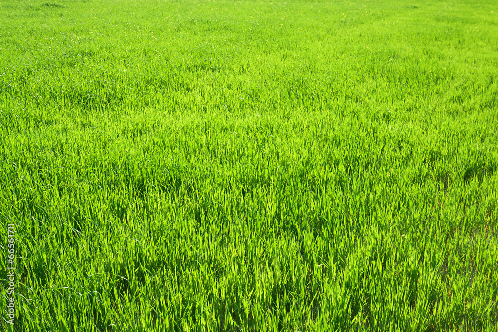 background from a green grass in the field