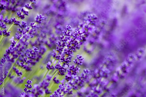 Fototapeta Naklejka Na Ścianę i Meble -  lavender flowers