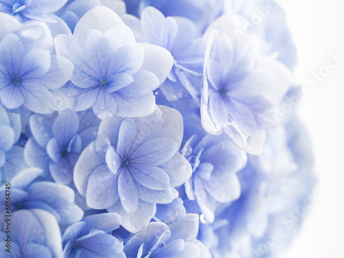 淡い青紫の紫陽花