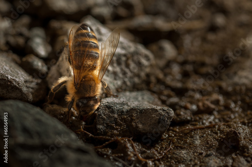 Bee drinks water detail