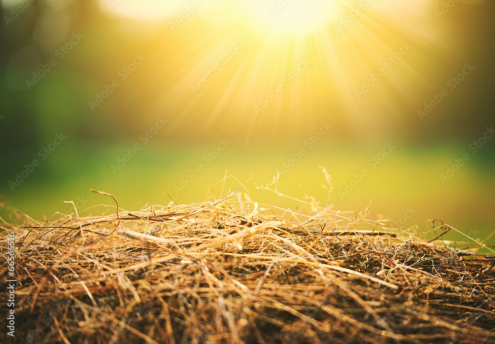 natural summer background. hay and straw in  sunlight - obrazy, fototapety, plakaty 
