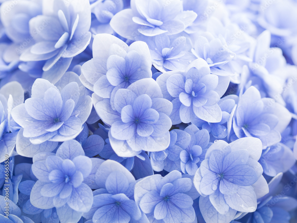 美しい紫陽花 美しい紫陽花