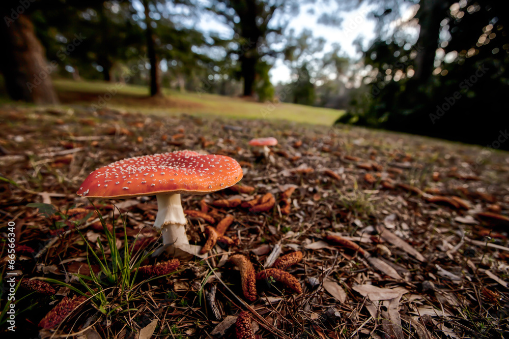 Amanita Muscaria Mushroom with blurred forest in the background Amanita Muscaria Mushroom with blurred forest in the background