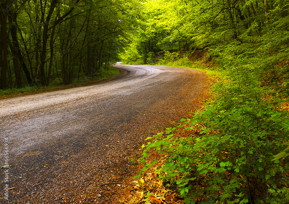 Fototapeta premium Road in the forest. Beautiful summer landscape