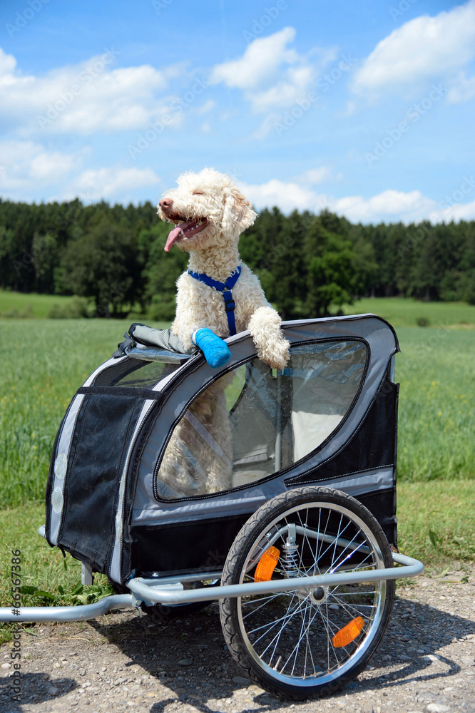 Hund im Anhänger Stock-Foto