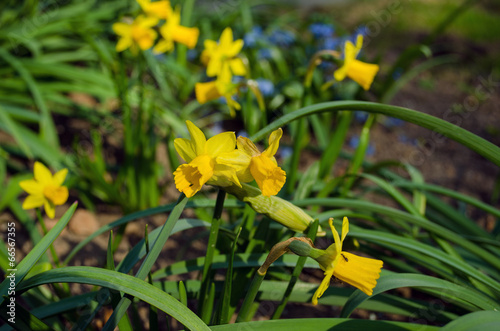 spring yellow narcissus with green leaves photo