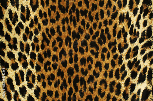 Black spots of a leopard